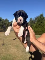Marshall , a male Boxer for sale in Lizella, GA – 2 of 10