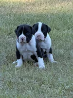 Maverick , a male Boxer for sale in Lizella, GA – 3 of 8