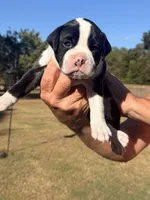 Maverick , a male Boxer for sale in Lizella, GA – 2 of 8