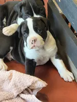 Maverick , a male Boxer for sale in Lizella, GA – 4 of 8
