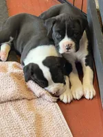 Marshall , a male Boxer for sale in Lizella, GA – 4 of 10