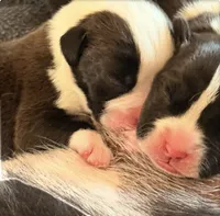 Maverick , a male Boxer for sale in Lizella, GA – 5 of 8