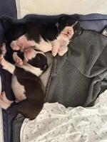 Marshall , a male Boxer for sale in Lizella, GA – 6 of 10