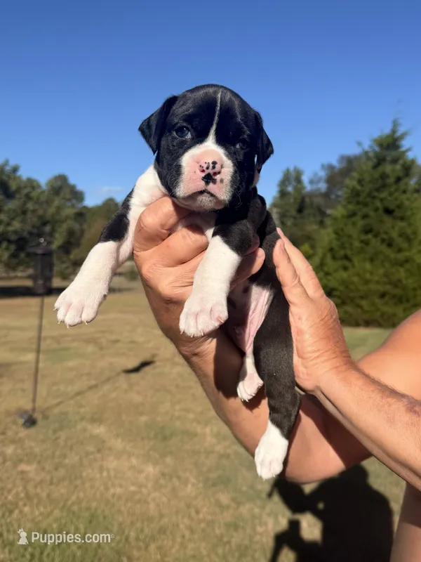 Marshall  – Boxer puppy for sale in Lizella, GA