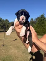 Marshall , a male Boxer for sale in Lizella, GA – 1 of 10