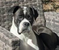 Maverick , a male Boxer for sale in Lizella, GA – 6 of 8