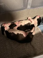 Maverick , a male Boxer for sale in Lizella, GA – 8 of 8