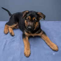 Ace, a male German Shepherd Dog for sale in Annapolis, MD – 3 of 4