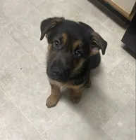 Ace, a male German Shepherd Dog for sale in Annapolis, MD – 2 of 4