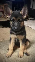 Storm, a female German Shepherd Dog for sale in Annapolis, MD – 1 of 1