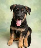 Mack, a male German Shepherd Dog for sale in Annapolis, MD – 1 of 4