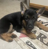 Star, a female German Shepherd Dog for sale in Annapolis, MD – 3 of 4