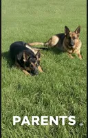 Ace, a male German Shepherd Dog for sale in Annapolis, MD – 4 of 4