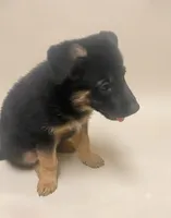 Mack, a male German Shepherd Dog for sale in Annapolis, MD – 3 of 4