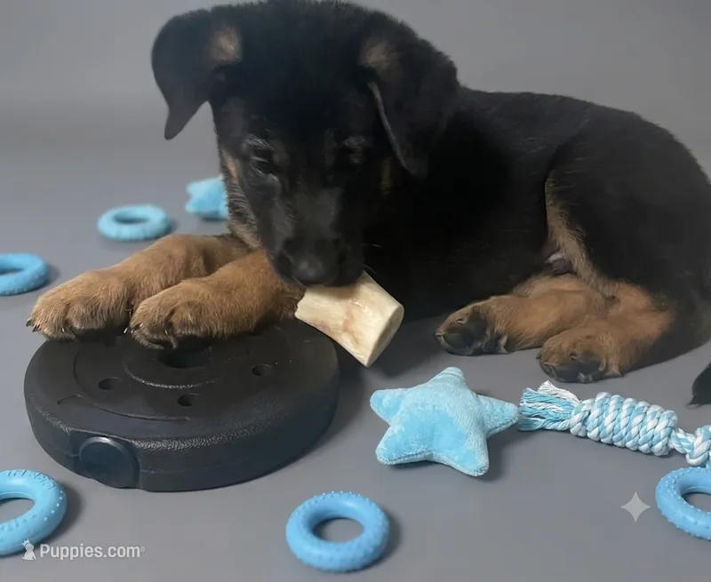 Major – German Shepherd Dog puppy for sale in Annapolis, MD