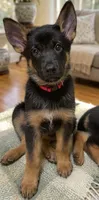 Duchess, a female German Shepherd Dog for sale in Annapolis, MD – 2 of 2