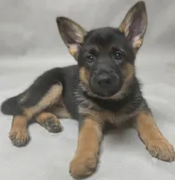 Star, a female German Shepherd Dog for sale in Annapolis, MD – 1 of 4