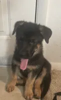 Mack, a male German Shepherd Dog for sale in Annapolis, MD – 2 of 4