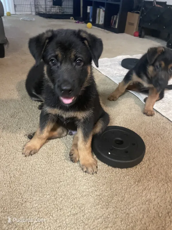 Major – German Shepherd Dog puppy for sale in Annapolis, MD