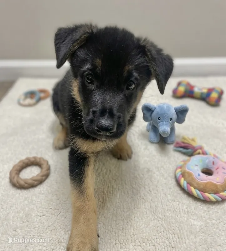 Champ – German Shepherd Dog puppy for sale in Annapolis, MD