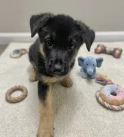 Champ, a male German Shepherd Dog for sale in Annapolis, MD – 1 of 4