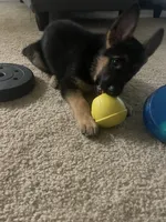 Star, a female German Shepherd Dog for sale in Annapolis, MD – 2 of 4