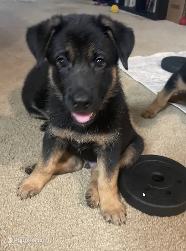 Major – German Shepherd Dog puppy for sale in Annapolis, MD