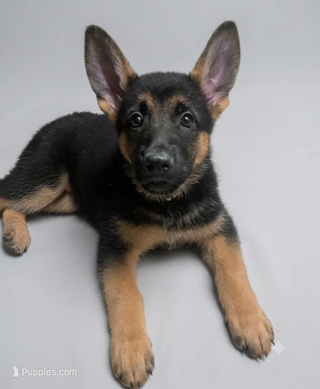 Storm – German Shepherd Dog puppy for sale in Annapolis, MD