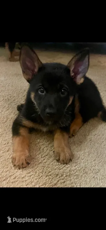 Duchess – German Shepherd Dog puppy for sale in Annapolis, MD
