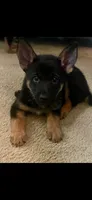 Duchess, a female German Shepherd Dog for sale in Annapolis, MD – 1 of 2