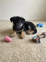 Champ, a male German Shepherd Dog for sale in Annapolis, MD – 2 of 4
