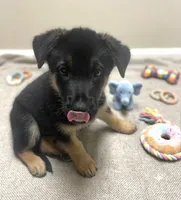 Champ, a male German Shepherd Dog for sale in Annapolis, MD – 3 of 4