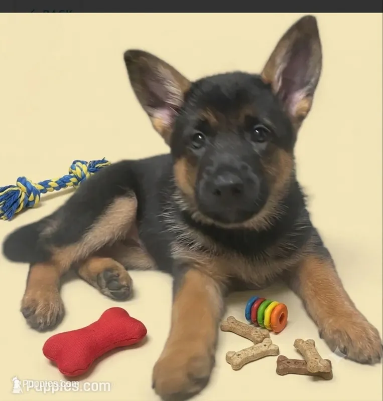 Star – German Shepherd Dog puppy for sale in Annapolis, MD