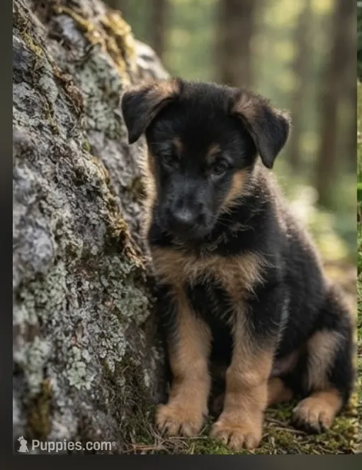 Ace – German Shepherd Dog puppy for sale in Annapolis, MD