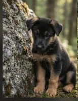 Ace, a male German Shepherd Dog for sale in Annapolis, MD – 1 of 4