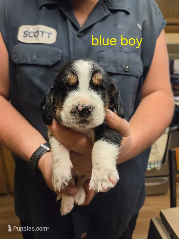Blue boy – Basset Hound puppy for sale in Bedford, IN