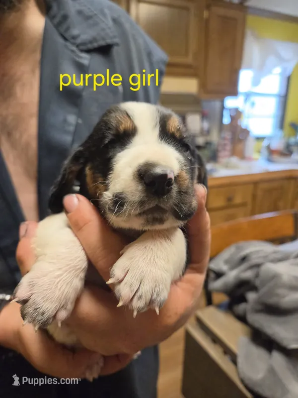 Purple girl – Basset Hound puppy for sale in Bedford, IN