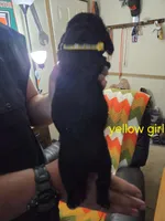 Yellow girl, a female Basset Hound for sale in Bedford, IN – 2 of 4
