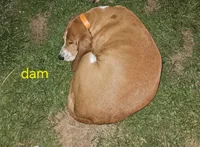 Blue boy, a male Basset Hound for sale in Bedford, IN – 4 of 4