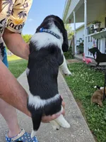 Blue boy, a male Basset Hound for sale in Bedford, IN – 2 of 4
