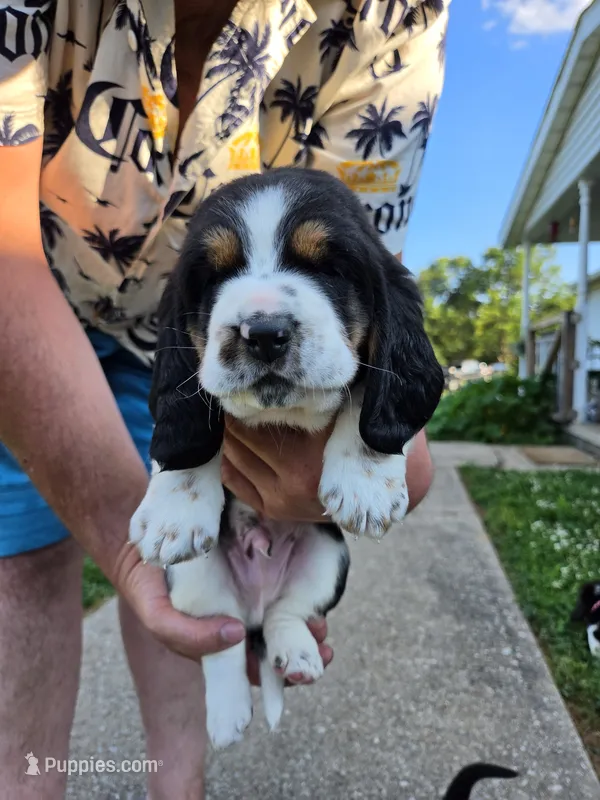 Blue boy – Basset Hound puppy for sale in Bedford, IN