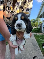 Blue boy, a male Basset Hound for sale in Bedford, IN – 1 of 4