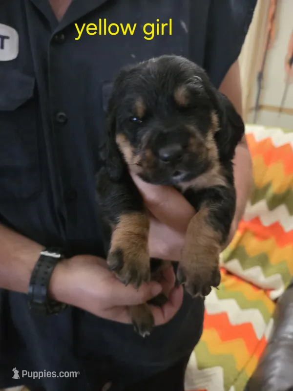 Yellow girl – Basset Hound puppy for sale in Bedford, IN