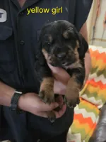 Yellow girl, a female Basset Hound for sale in Bedford, IN – 1 of 4