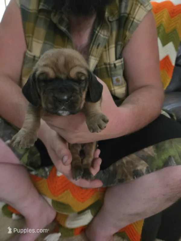 Red Boy – Basset Hound puppy for sale in Bedford, IN
