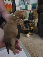 Green boy, a male Basset Hound for sale in Bedford, IN – 2 of 4