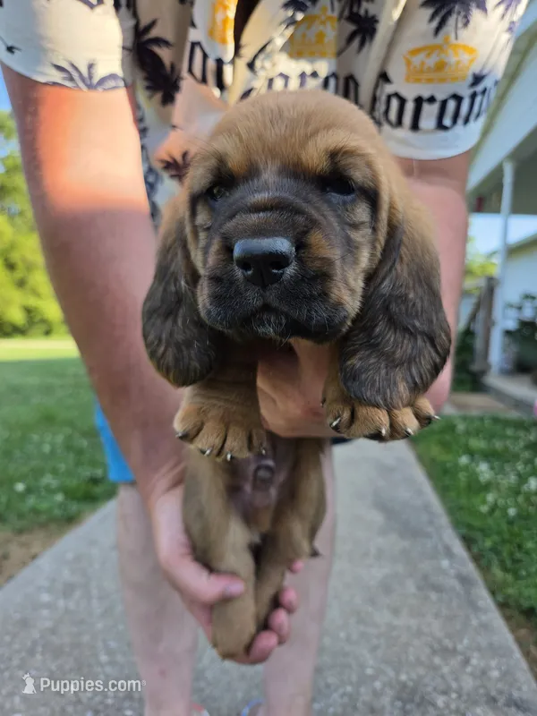 Red Boy – Basset Hound puppy for sale in Bedford, IN
