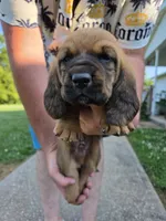 Red Boy, a male Basset Hound for sale in Bedford, IN – 1 of 4