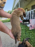 Red Boy, a male Basset Hound for sale in Bedford, IN – 2 of 4