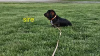 Red Boy, a male Basset Hound for sale in Bedford, IN – 3 of 4